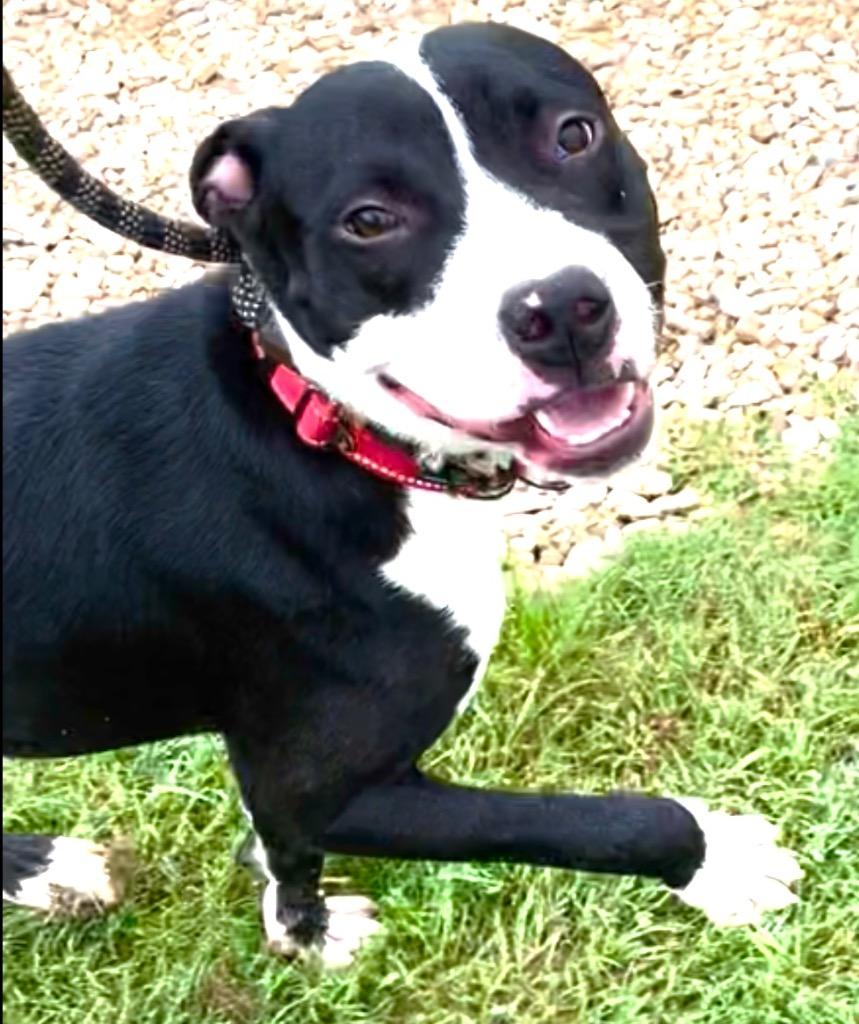 Enlarge Frankie, a Adoptable Pit Bull Terrier in Saint Francisville, LA image 5/6