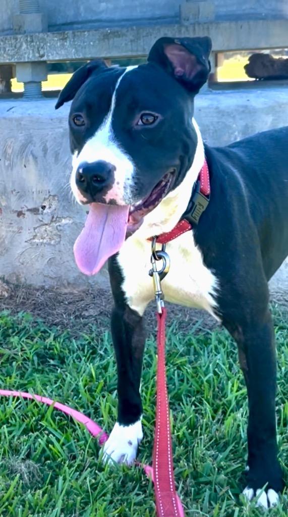 Enlarge Frankie, a Adoptable Pit Bull Terrier in Saint Francisville, LA image 6/6