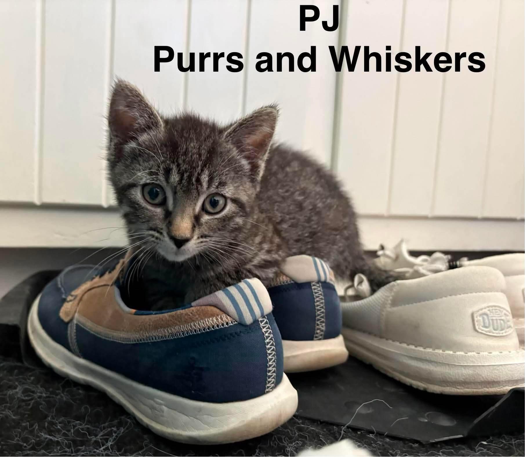 PJ, adopted, Kitten Male Domestic Short Hair.