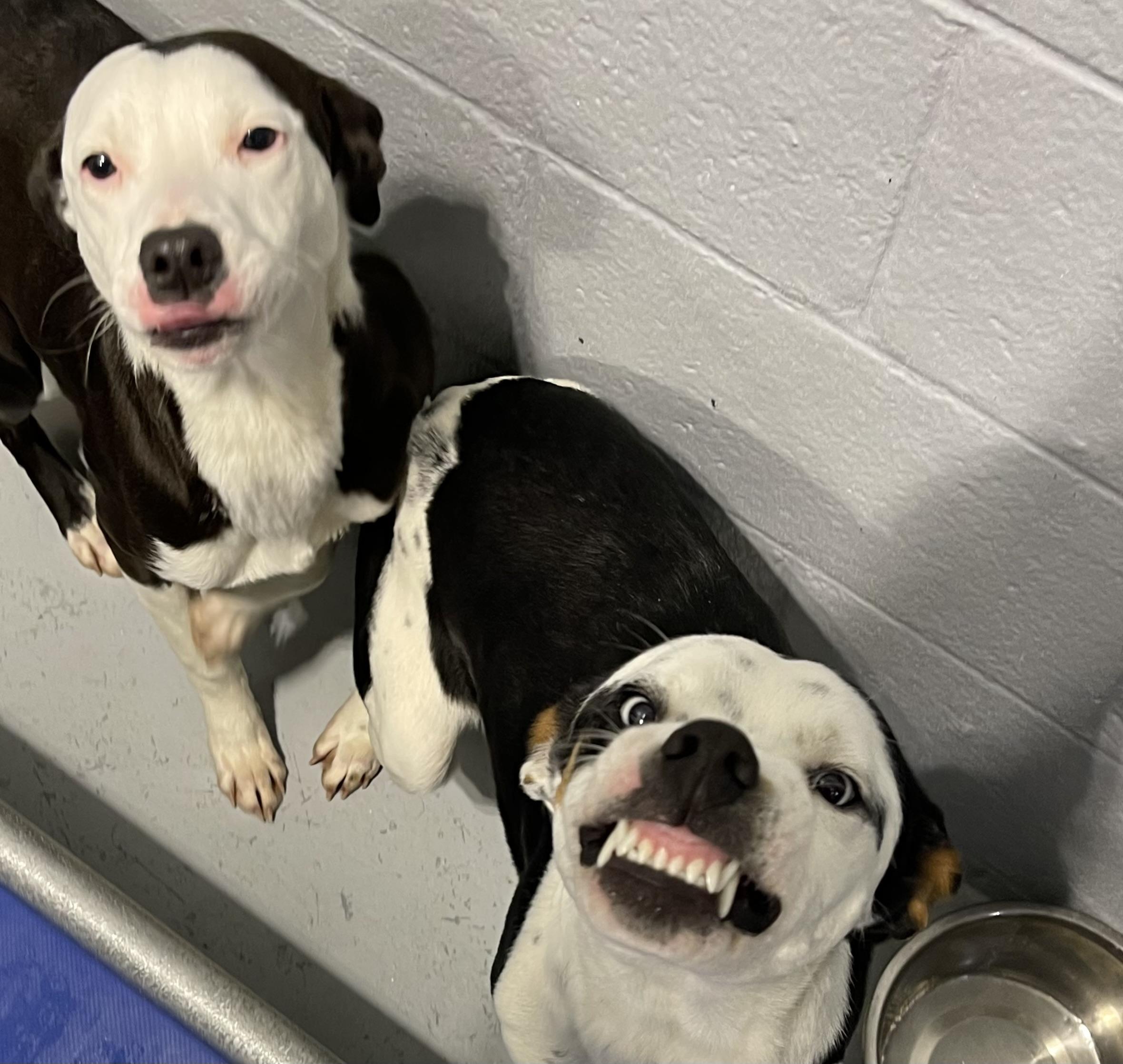 Anna and Elsa , ADOPTABLE, Adult Female Pit Bull Terrier.