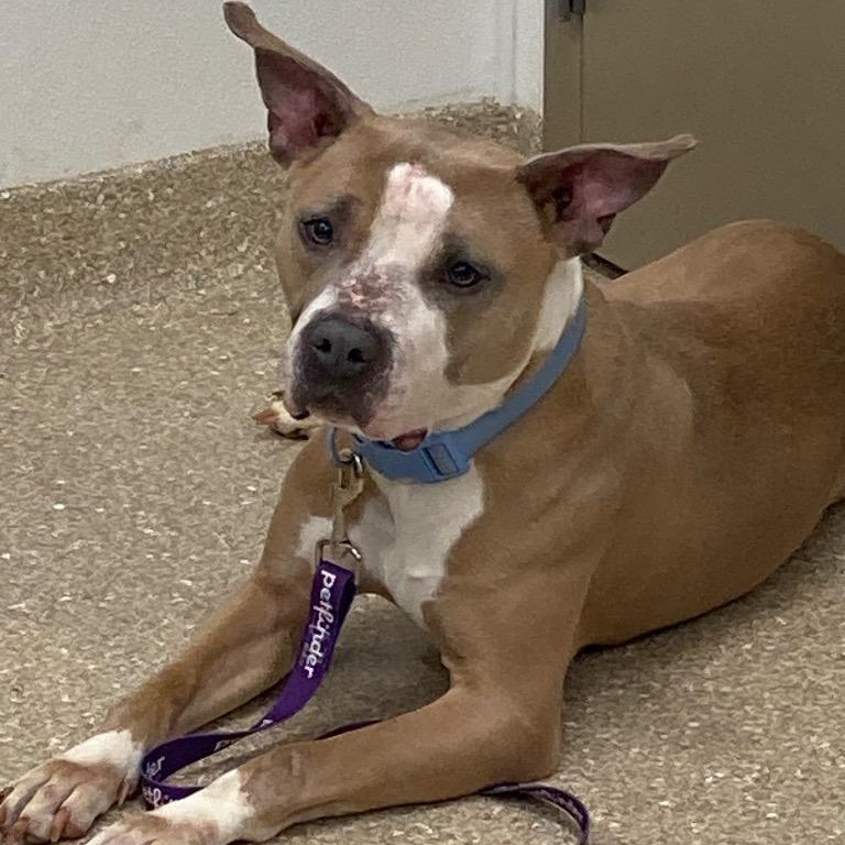 Enlarge Nyla, a ADOPTABLE Pit Bull Terrier in Prince Frederick, MD image 2/3