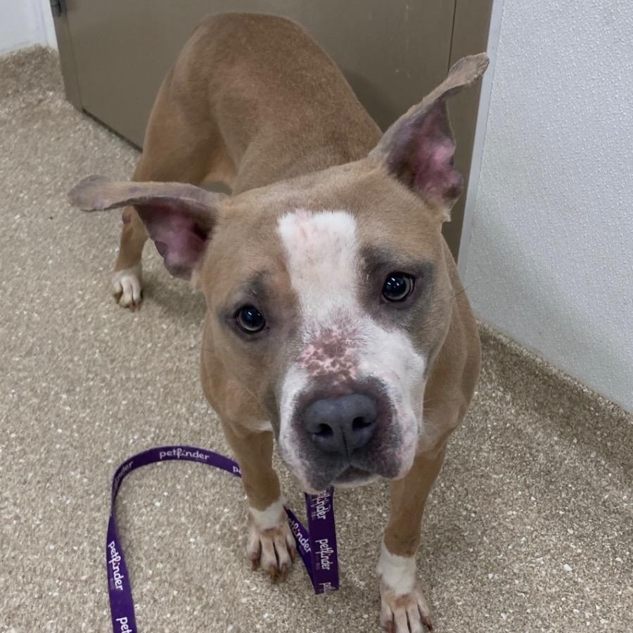 Enlarge Nyla, a ADOPTABLE Pit Bull Terrier in Prince Frederick, MD image 3/3