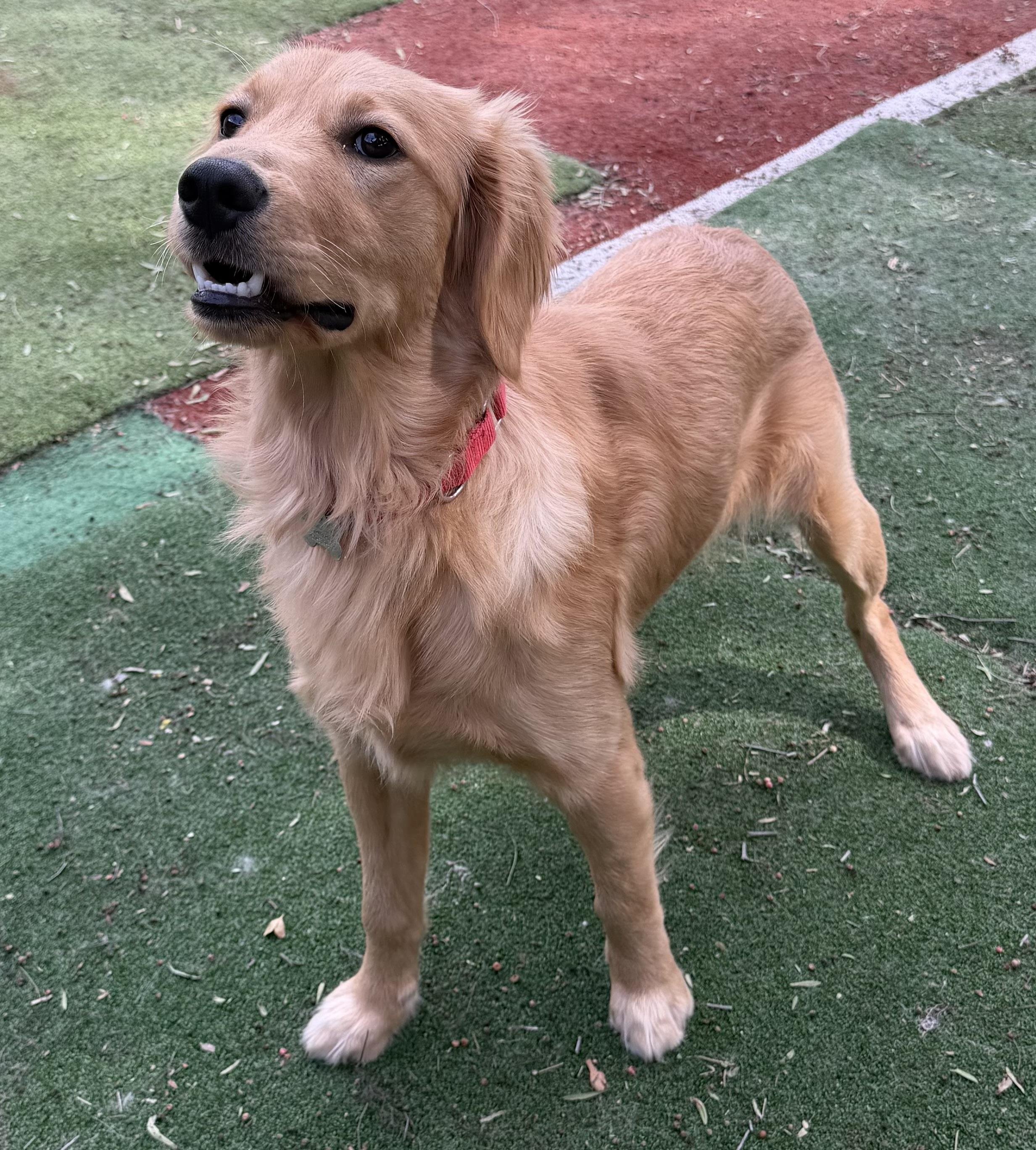 Enlarge TUCKER, an adopted Golden Retriever in Carlsbad, CA image 4/6