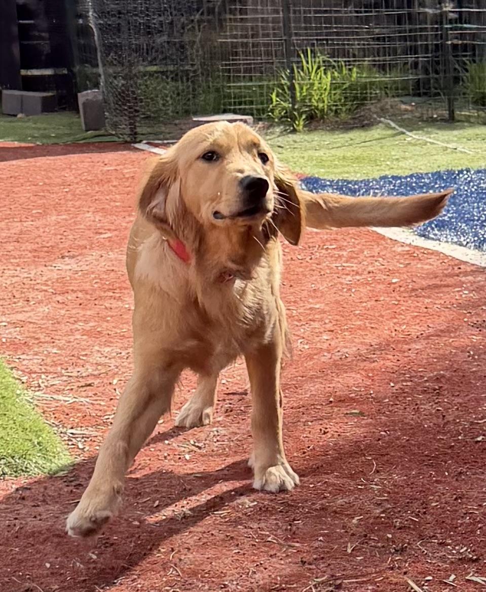 TUCKER, adopted, Puppy Male Golden Retriever.