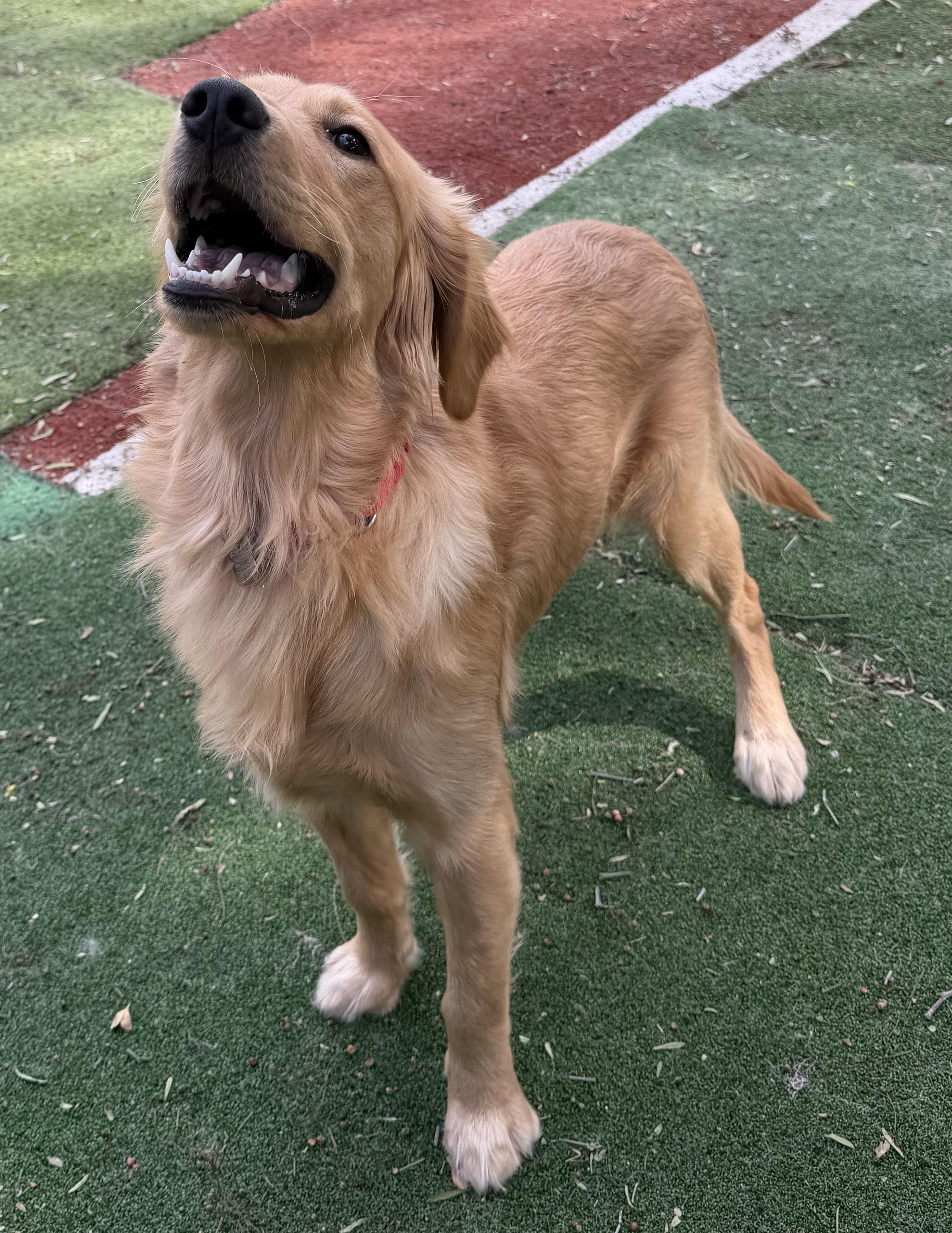 Enlarge TUCKER, an adopted Golden Retriever in Carlsbad, CA image 5/6