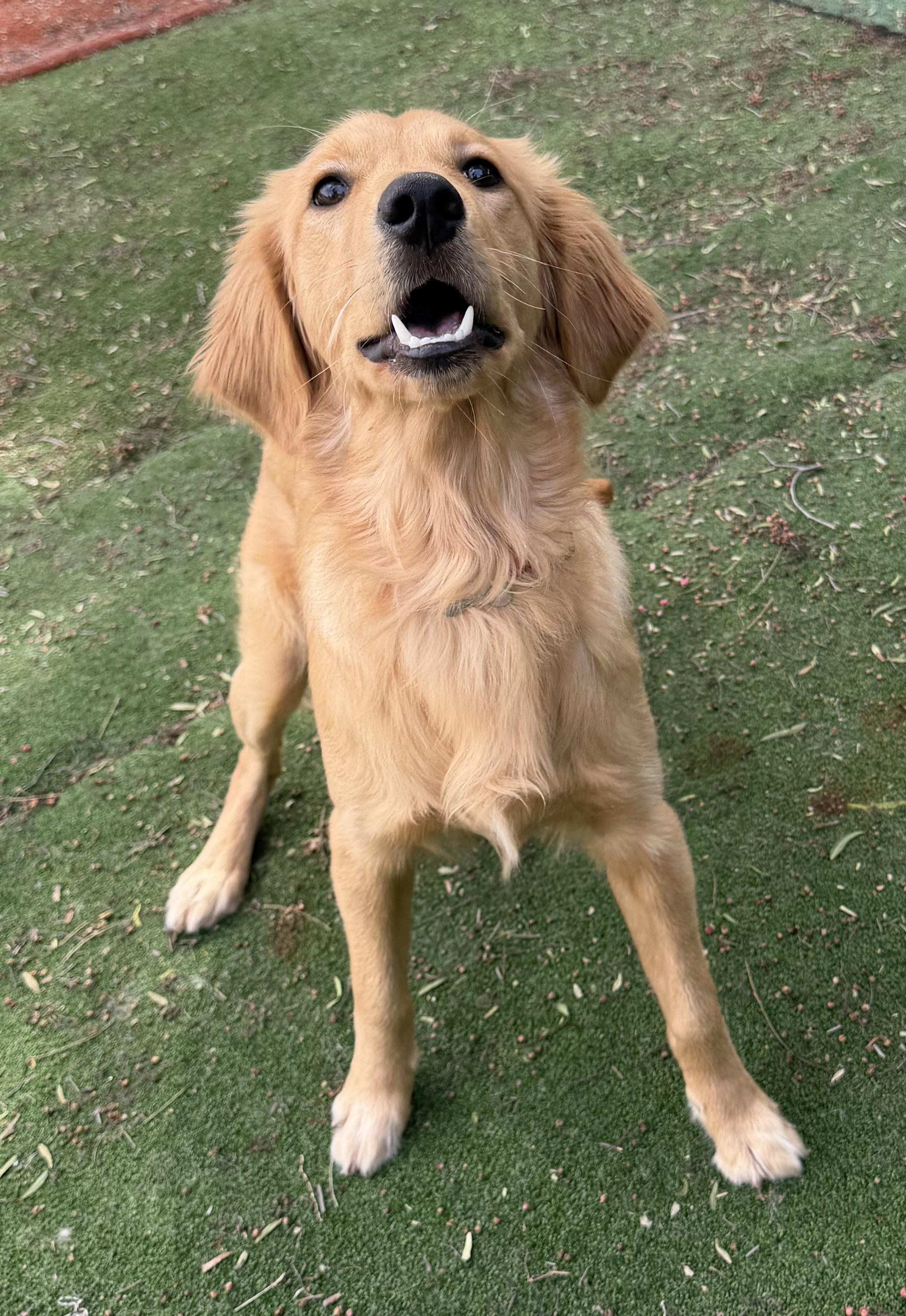 Enlarge TUCKER, an adopted Golden Retriever in Carlsbad, CA image 6/6