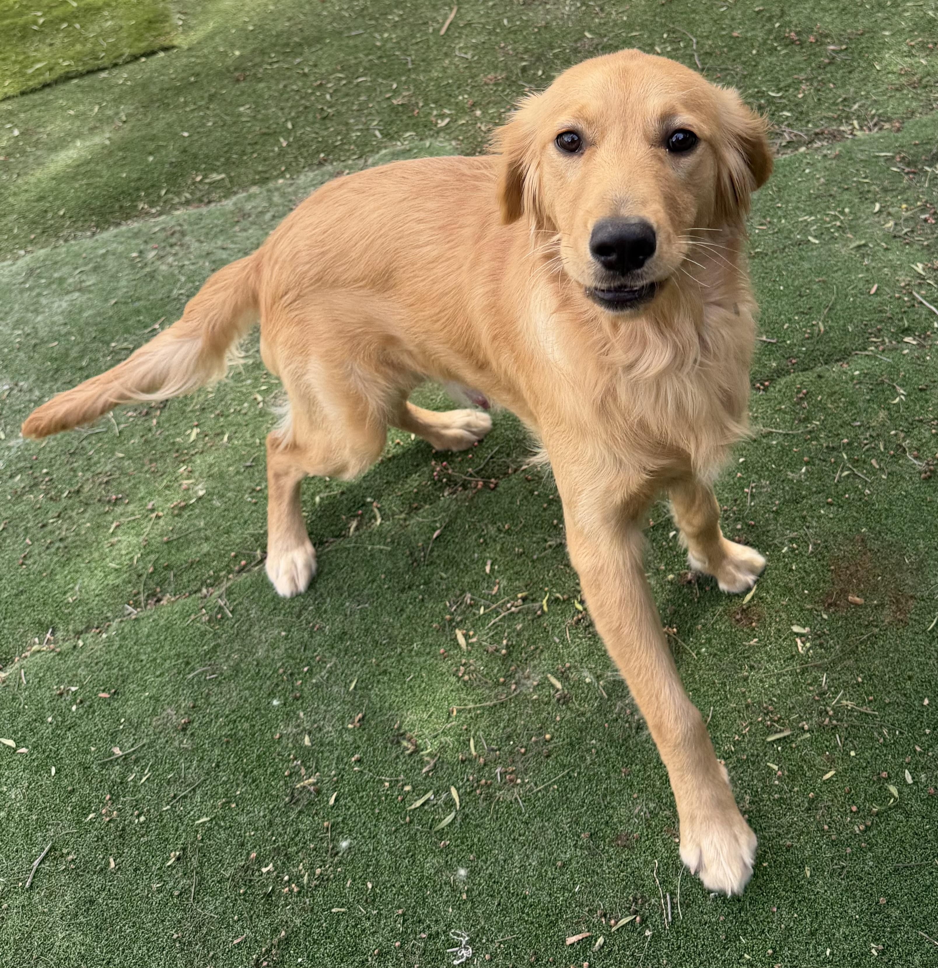 Enlarge TUCKER, an adopted Golden Retriever in Carlsbad, CA image 2/6