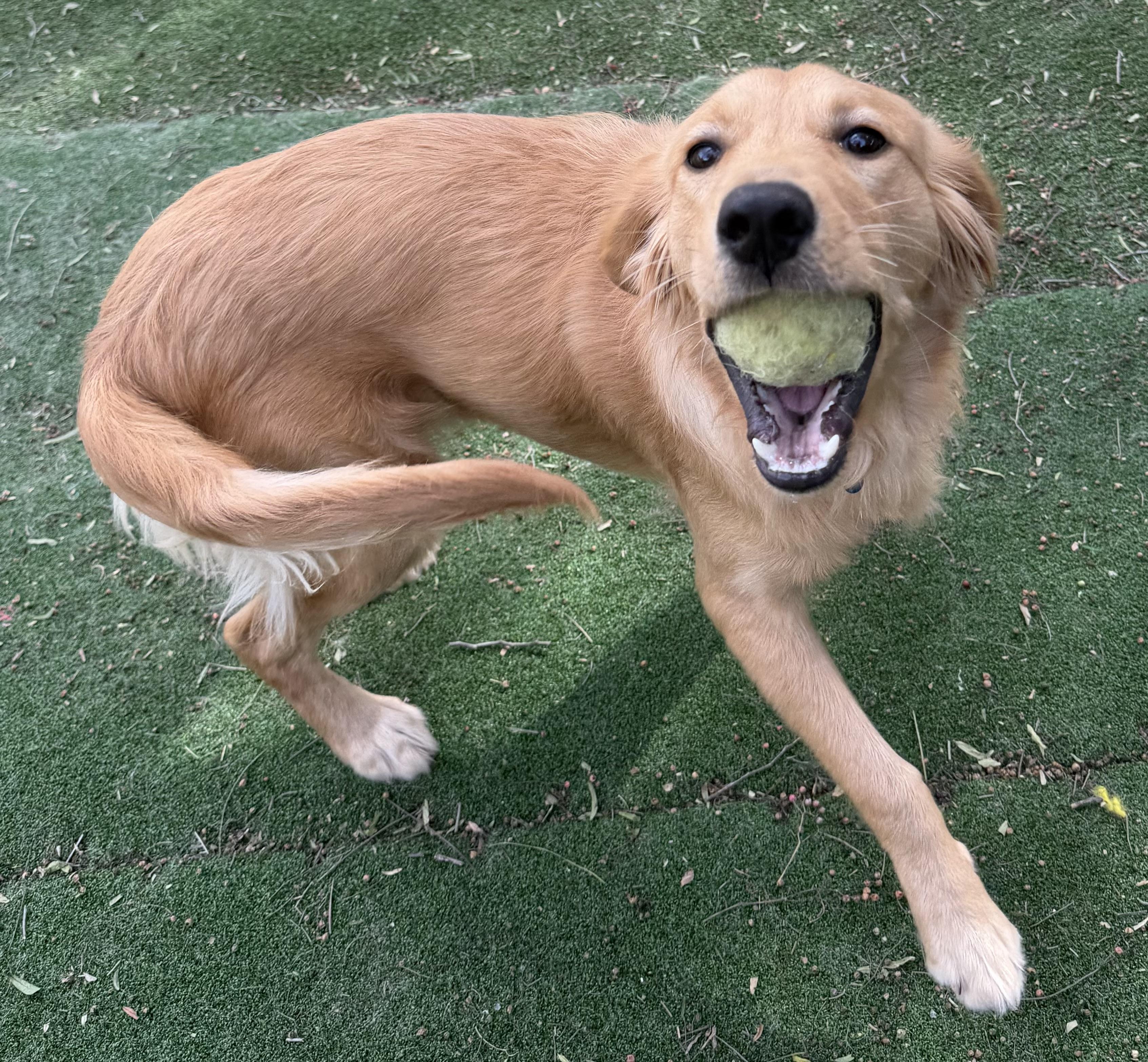 Enlarge TUCKER, an adopted Golden Retriever in Carlsbad, CA image 3/6