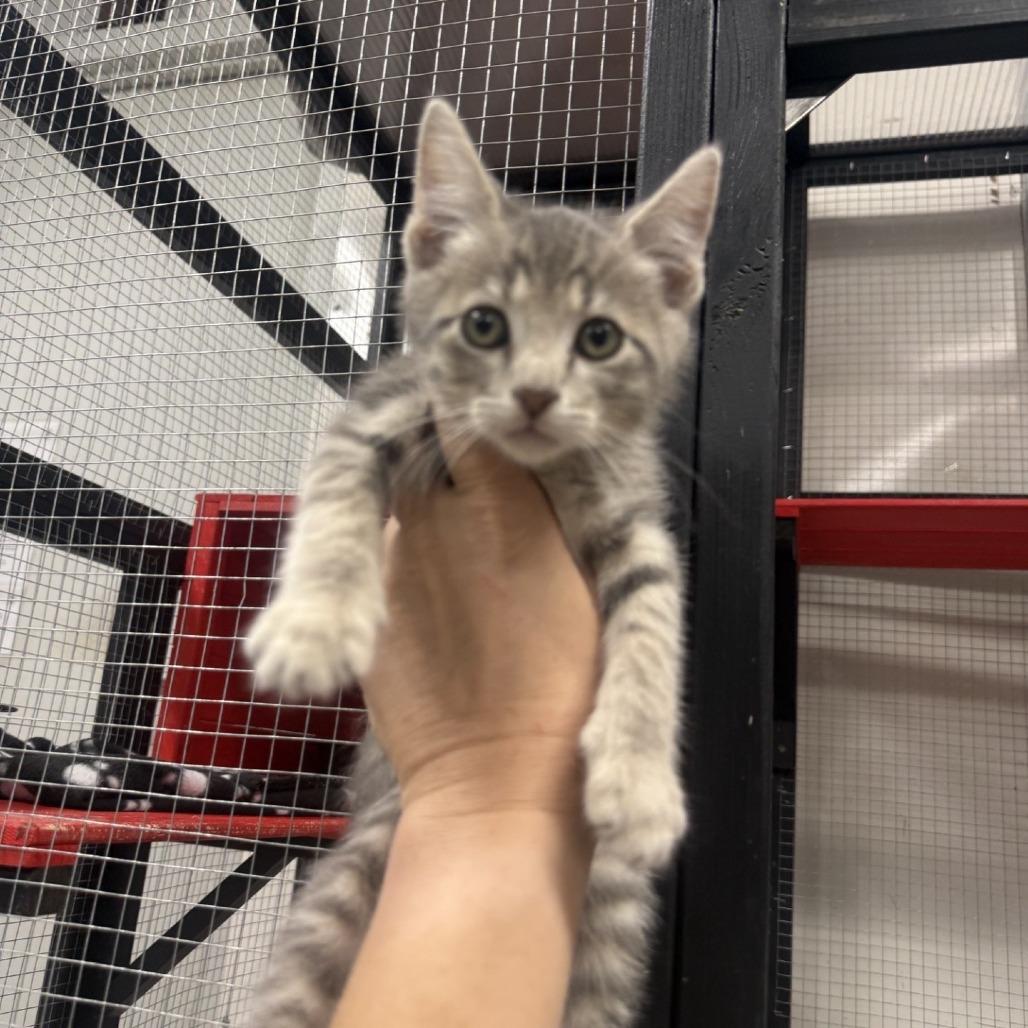 bluebell, Adoptable, Kitten Male American Shorthair.