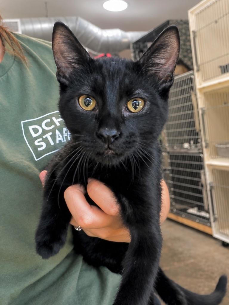 Chirp, Adoptable, Kitten Male Domestic Short Hair.