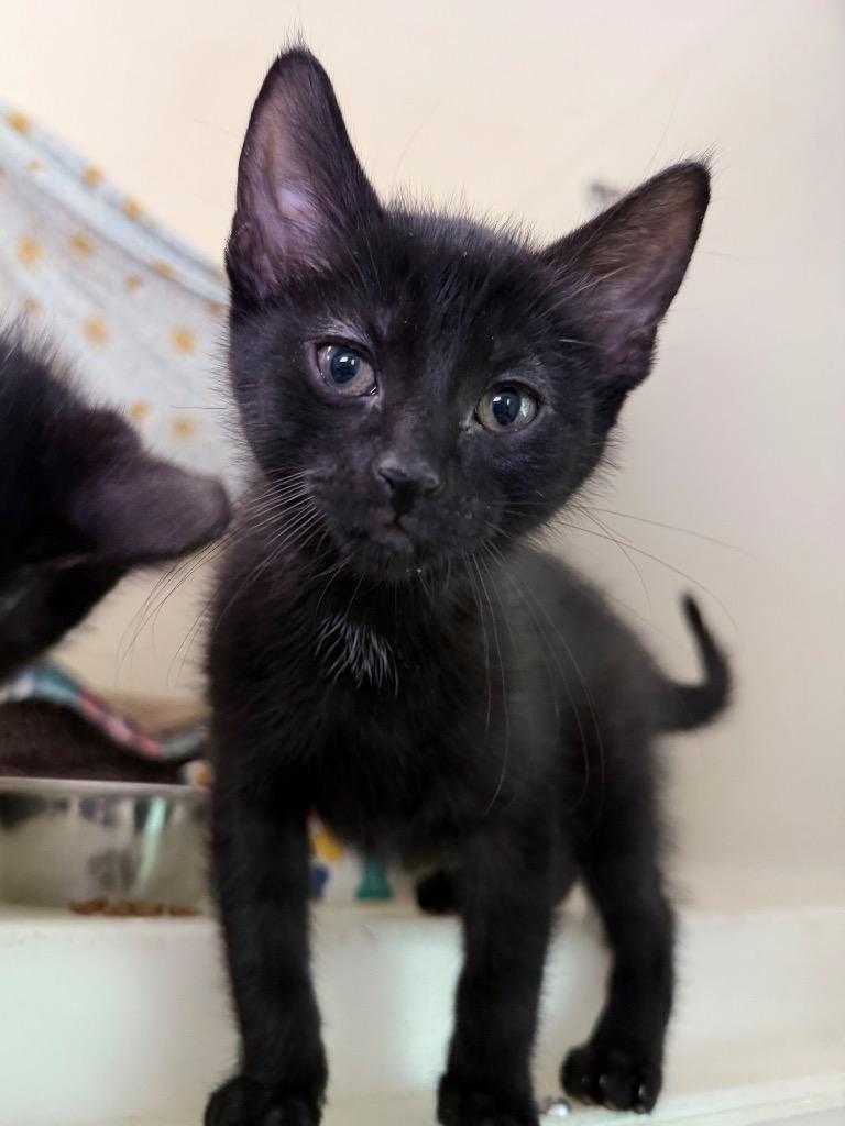Chirp, Adoptable, Kitten Male Domestic Short Hair.