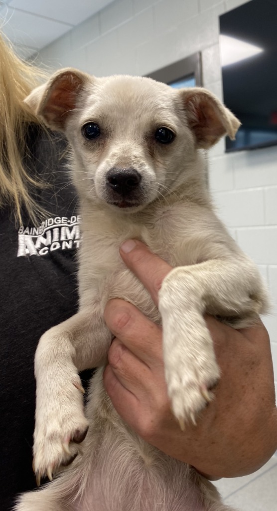 Dog for adoption Shannon and Shaun, a Chihuahua Mix in Bainbridge, GA