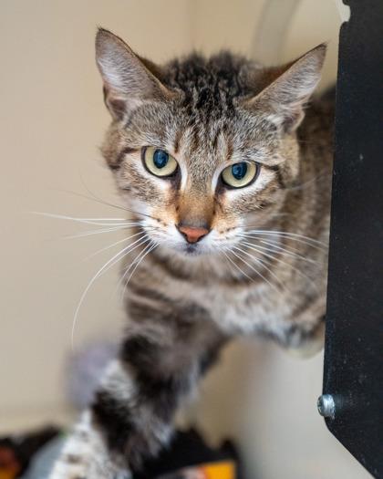 Rose, Adoptable, Adult Female Domestic Short Hair & Domestic Short Hair.
