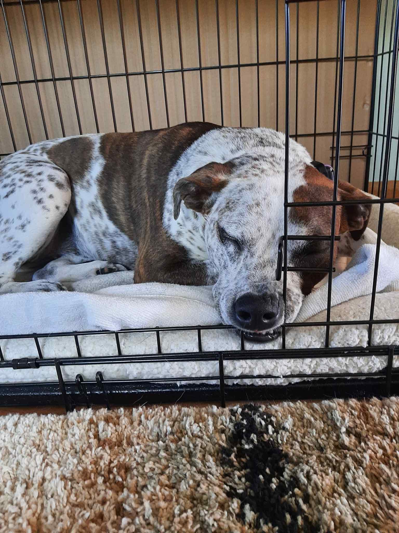 Keelie (was Tuesday), an adoptable Mixed Breed in Watertown, WI, 53094 | Photo Image 3