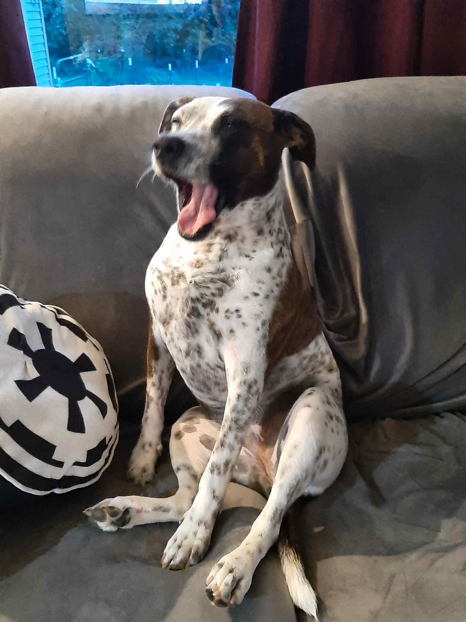 Keelie (was Tuesday), an adoptable Mixed Breed in Watertown, WI, 53094 | Photo Image 2