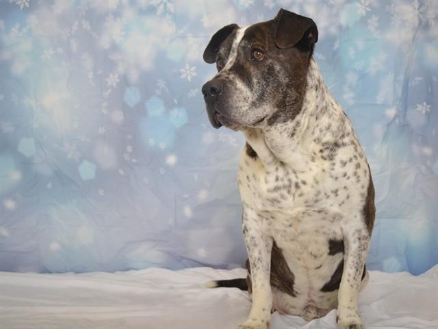 BRUTUS, Adoptable, Adult Male Pit Bull Terrier & Mixed Breed.