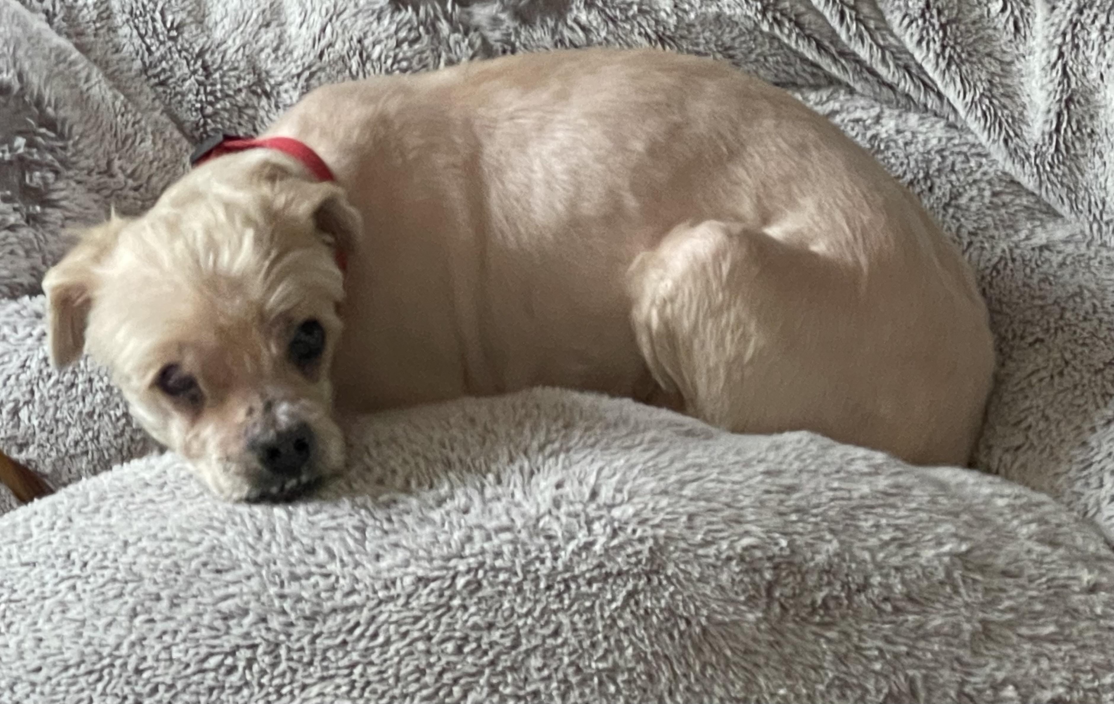 Enlarge Bentley (Foster-to-Adopt Trial Available), a Adoptable Shih Tzu in Lancaster, MA image 5/6