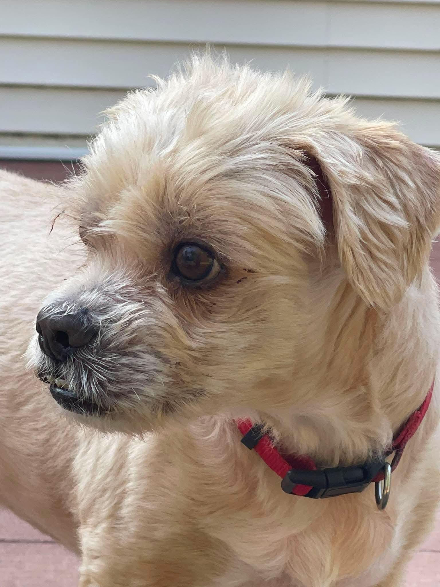 Enlarge Bentley (Foster-to-Adopt Trial Available), a Adoptable Shih Tzu in Lancaster, MA image 1/6