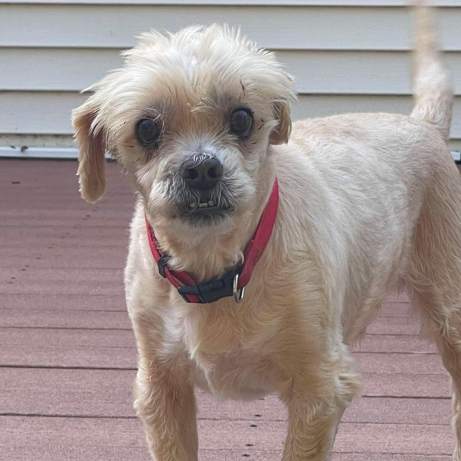 Enlarge Bentley (Foster-to-Adopt Trial Available), a Adoptable Shih Tzu in Lancaster, MA image 4/6
