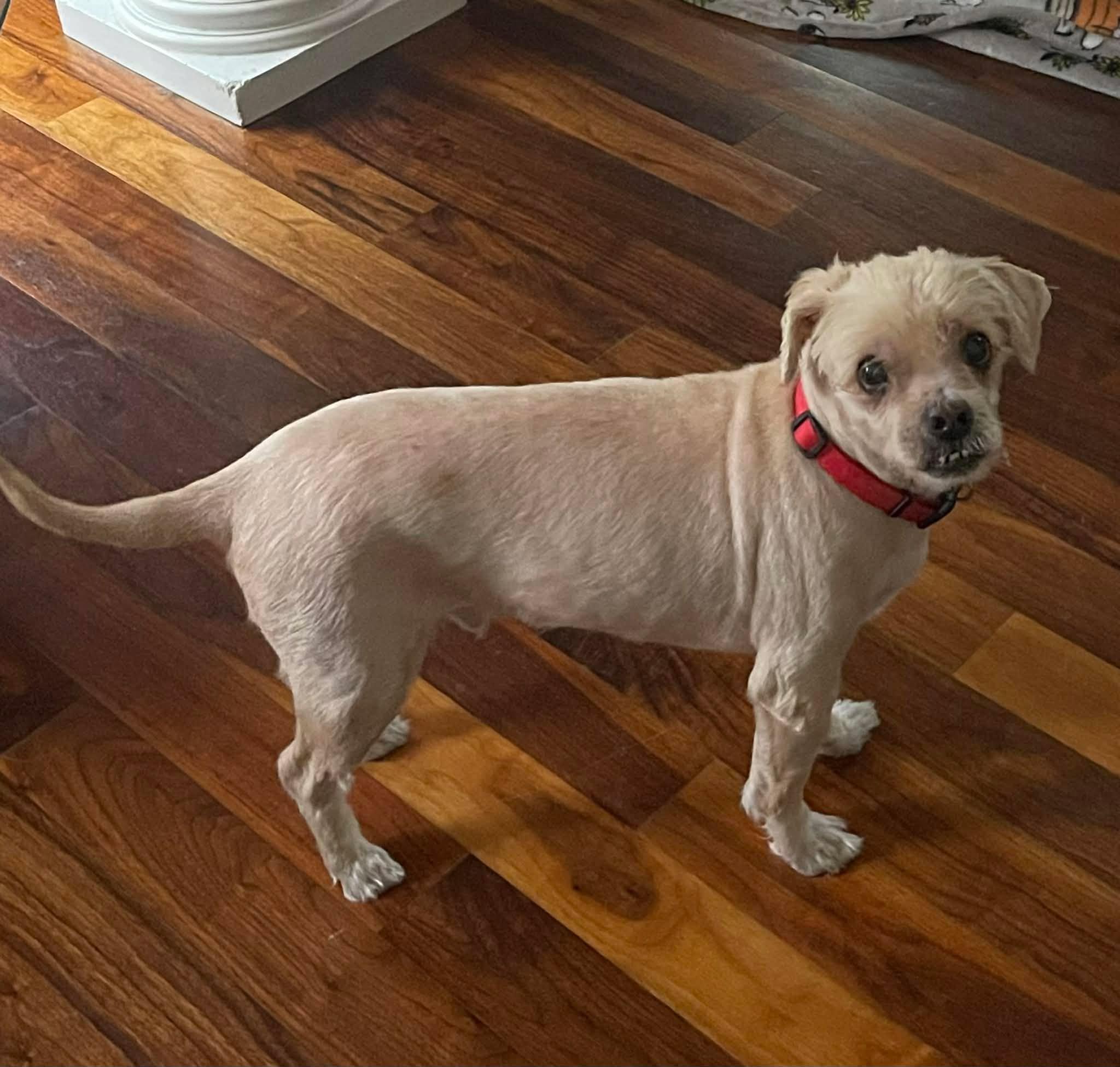 Enlarge Bentley (Foster-to-Adopt Trial Available), a Adoptable Shih Tzu in Lancaster, MA image 2/6