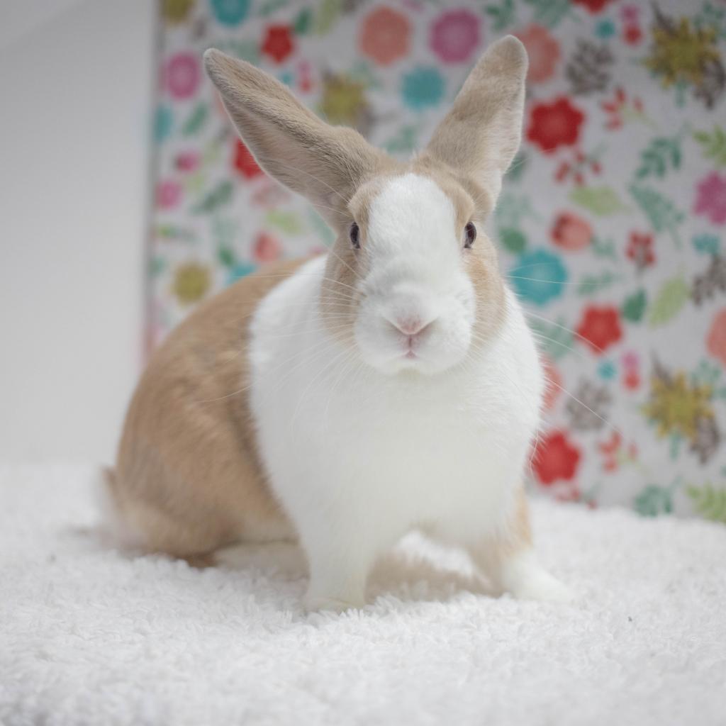 Mallo, Adoptable, Adult Male Dutch & Rabbit, DomesticMix.