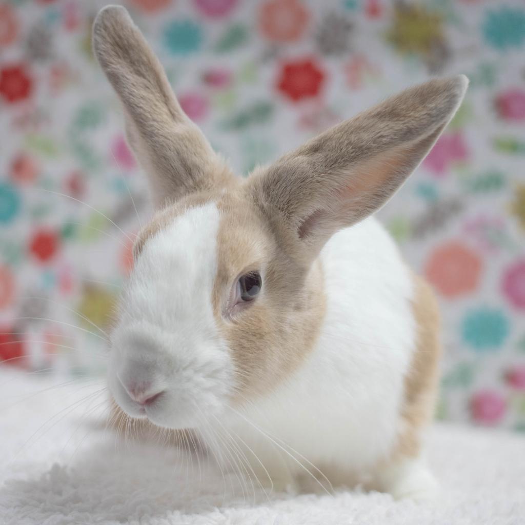 Mallo, a Adoptable mixed breed in San Diego, CA image 2/6