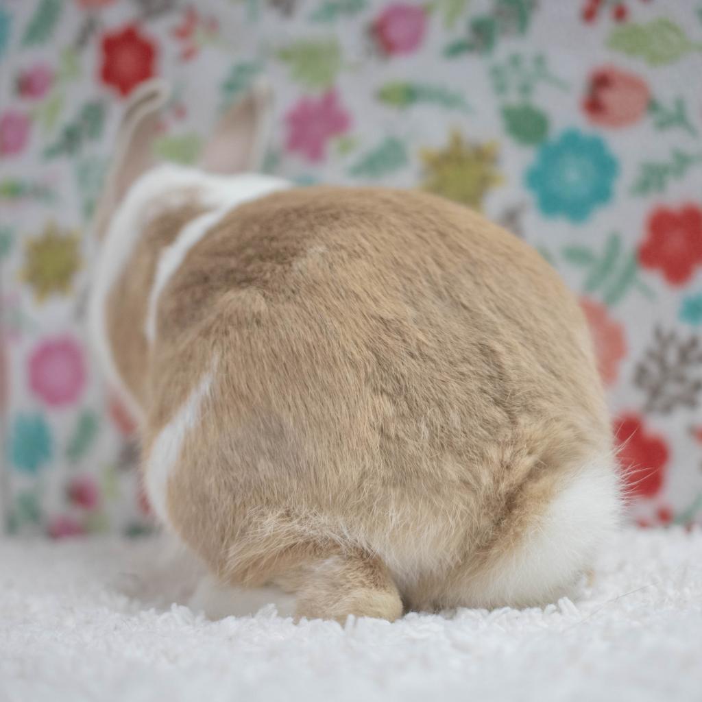 Mallo, a Adoptable mixed breed in San Diego, CA image 3/6