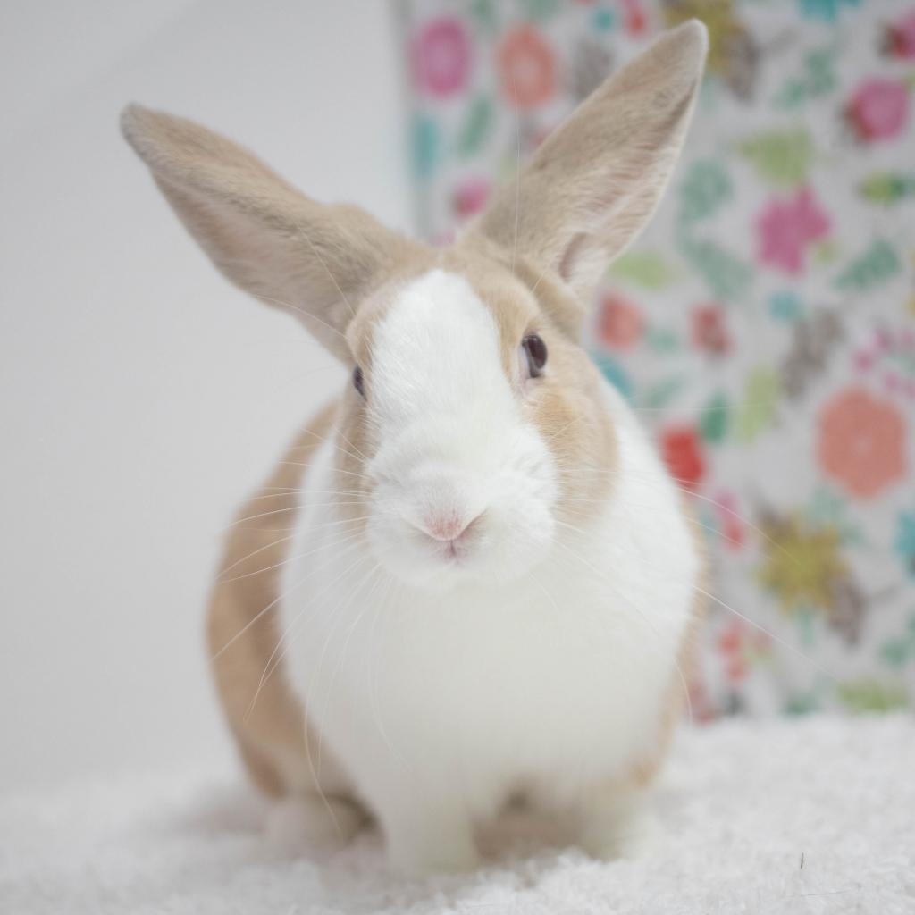 Mallo, a Adoptable mixed breed in San Diego, CA image 4/6