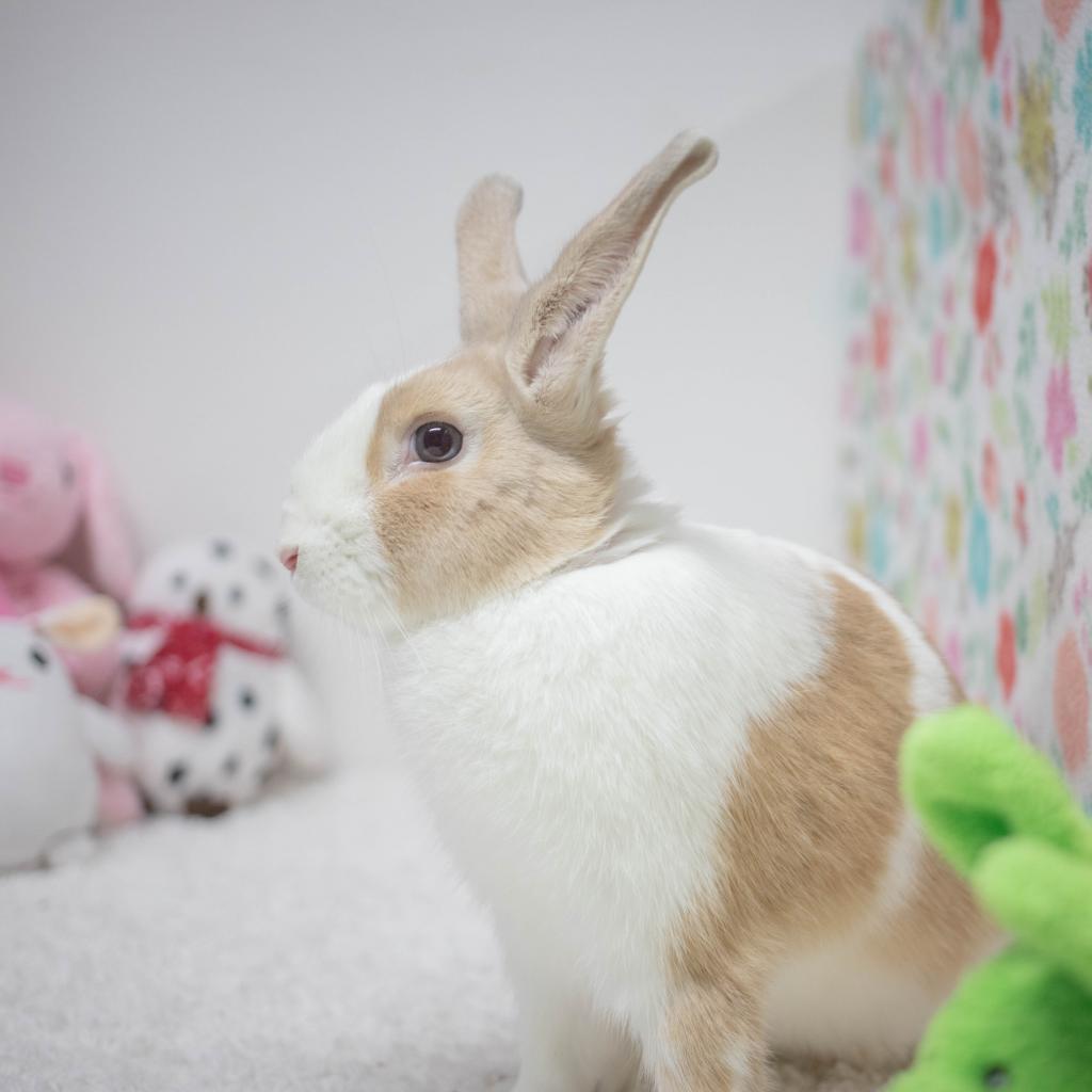 Mallo, a Adoptable mixed breed in San Diego, CA image 5/6