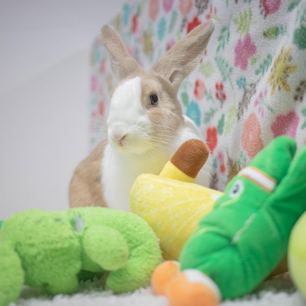 Mallo, a Adoptable mixed breed in San Diego, CA image 6/6