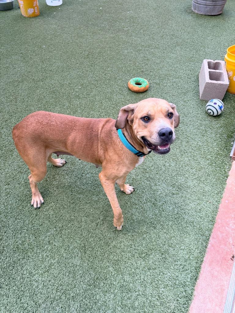 Maple, Adoptable, Young Female Labrador Retriever & American Staffordshire Terrier.