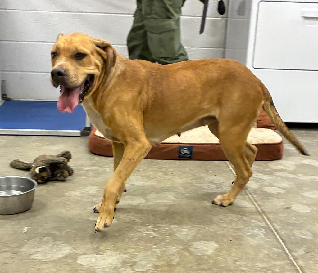 Enlarge Maple, a Adoptable mixed breed in Newcastle, OK image 2/3