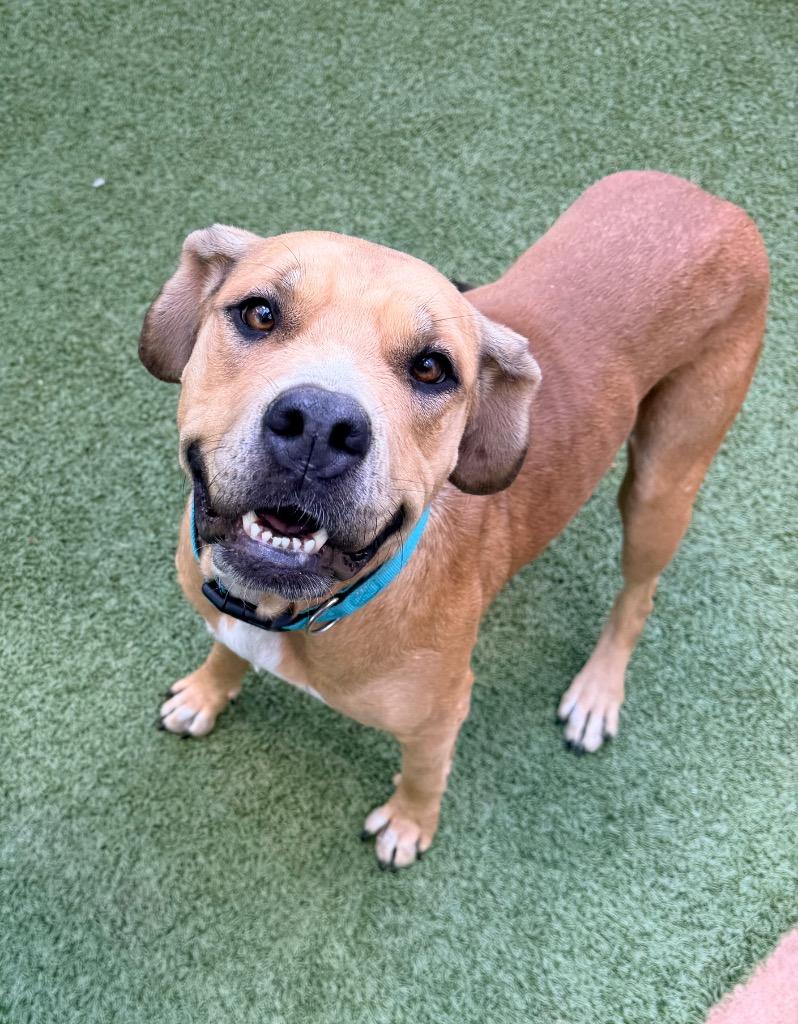 Enlarge Maple, a Adoptable mixed breed in Newcastle, OK image 3/3