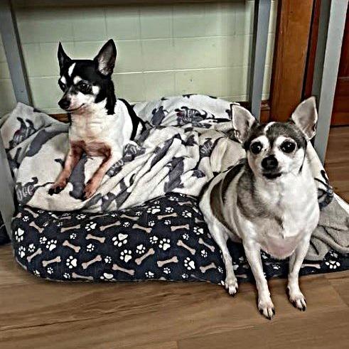 Enlarge Bruce, a Adoptable mixed breed in Toms Brook, VA image 1/2