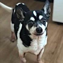 Enlarge Bruce, a Adoptable mixed breed in Toms Brook, VA image 2/2