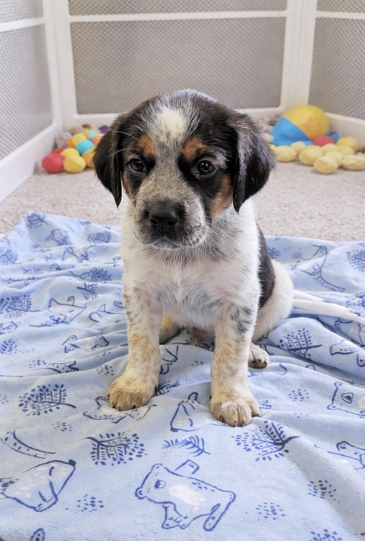 Enlarge Bruno, an adopted mixed breed in Laurel, MD image 1/6