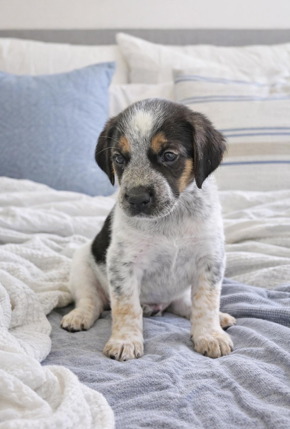 Enlarge Bruno, an adopted mixed breed in Laurel, MD image 4/6