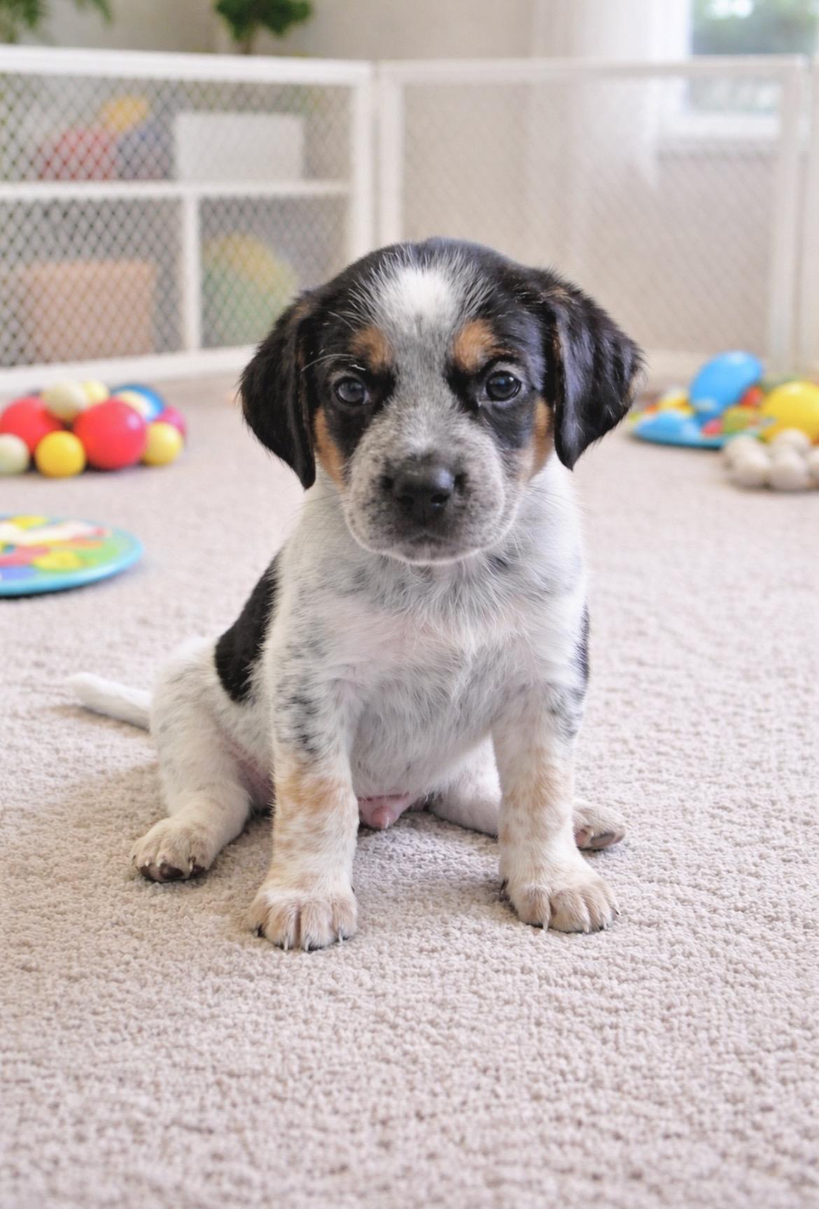 Enlarge Bruno, an adopted mixed breed in Laurel, MD image 3/6