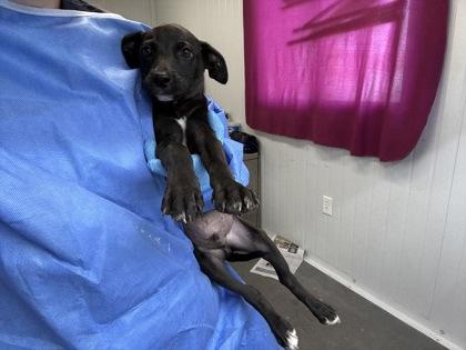 Enlarge Cicero, a Adopted Mixed Breed in Georgetown, SC image 1/1