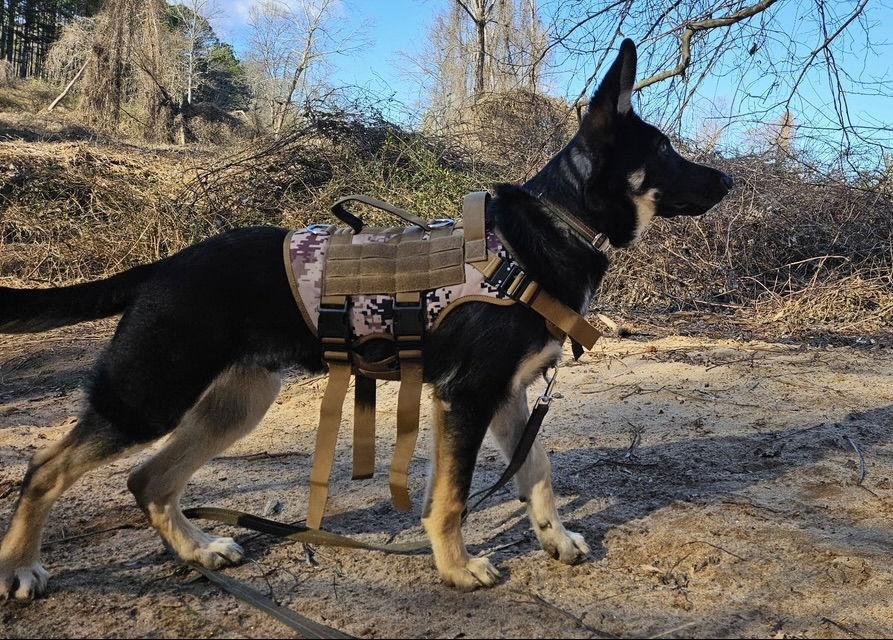 Enlarge Banks, a Adopted German Shepherd Dog in Rocky Point, NC image 1/3