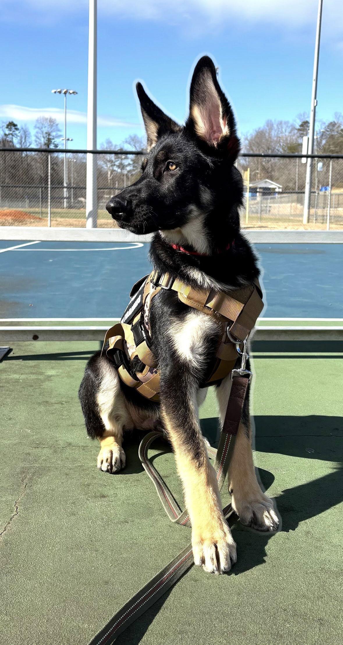 Enlarge Banks, a Adopted German Shepherd Dog in Rocky Point, NC image 2/3