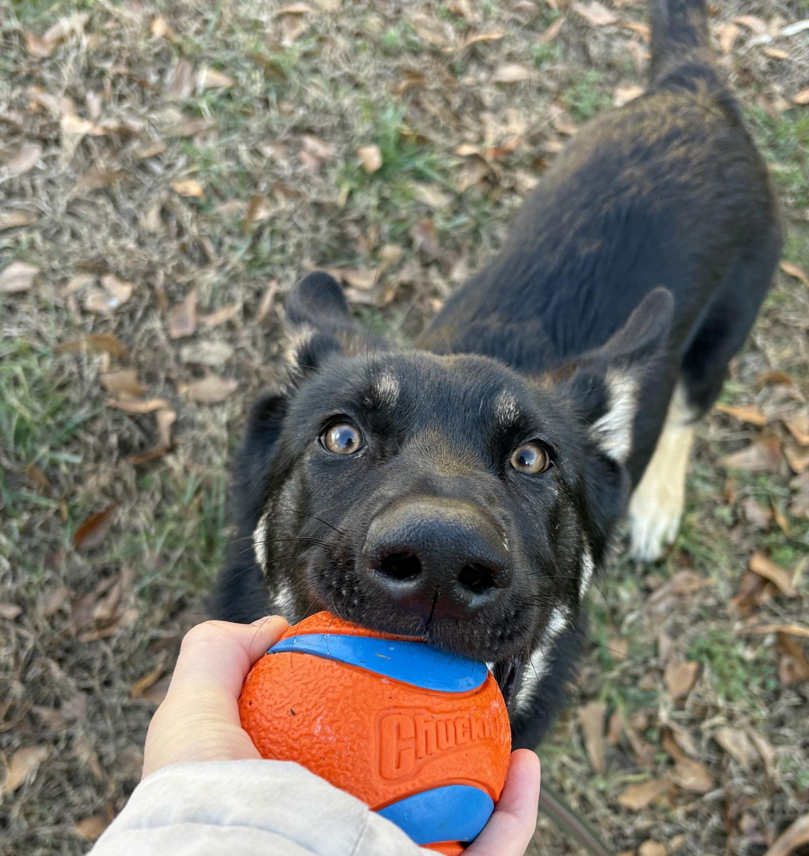 Enlarge Banks, a Adopted German Shepherd Dog in Rocky Point, NC image 3/3