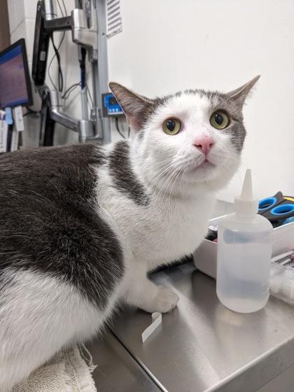 Clover, Adoptable, Adult Male Domestic Short Hair & Domestic Short Hair.