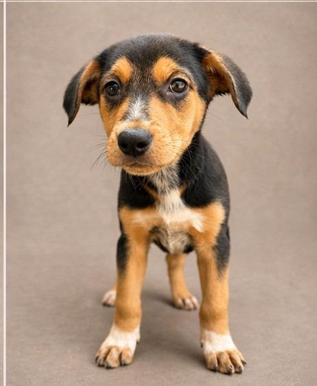 Enlarge Peaches, a Adoptable mixed breed in Hardeeville, SC image 1/1