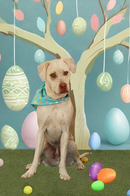 Enlarge Gnomie, a Adoptable mixed breed in Eglin AFB, FL image 1/4