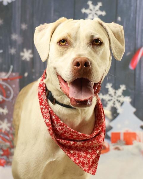 Gnomie, Adoptable, Young Male Labrador Retriever.