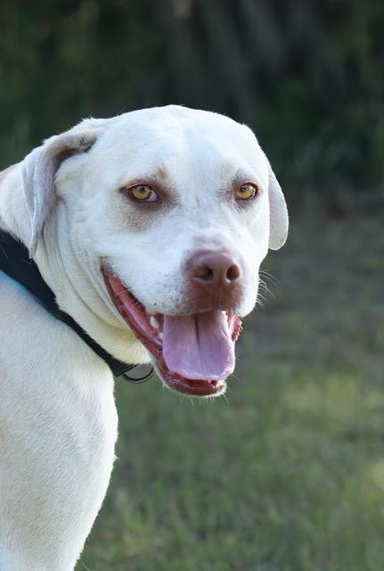 Gnomie, Adoptable, Young Male Labrador Retriever.