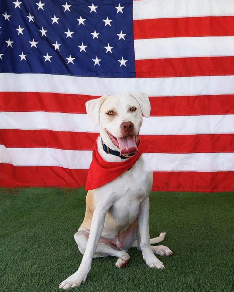 Gnomie, a Adoptable mixed breed in Eglin AFB, FL image 3/4