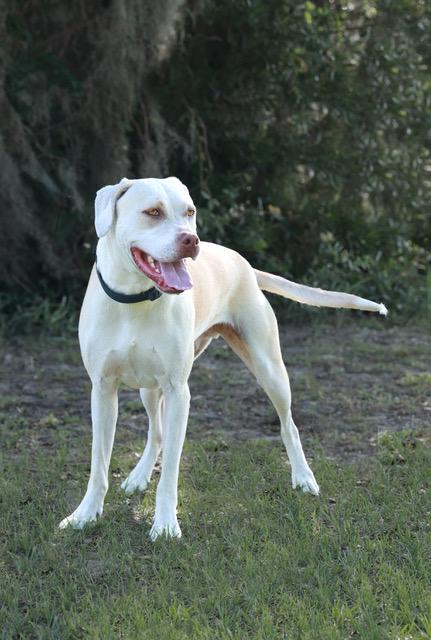 Gnomie, a Adoptable mixed breed in Eglin AFB, FL image 2/4