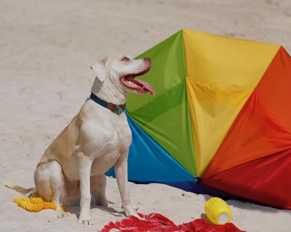 Gnomie, a Adoptable mixed breed in Eglin AFB, FL image 4/4
